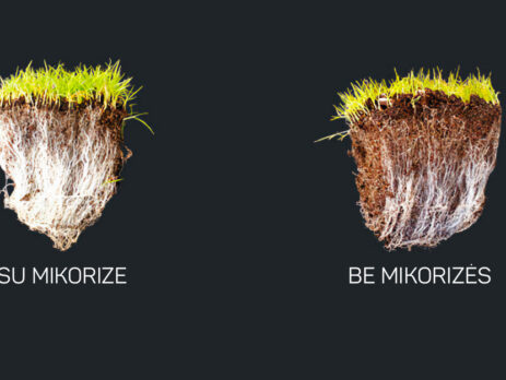 Augalai su mikorize ir be mikorizės
